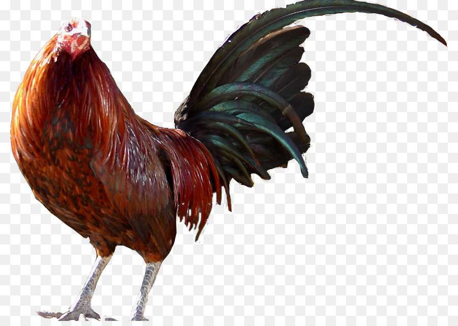 Gallo，Pollo PNG