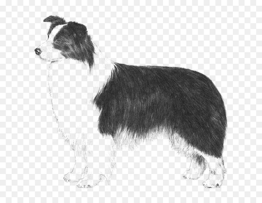 Rough Collie，Border Collie PNG