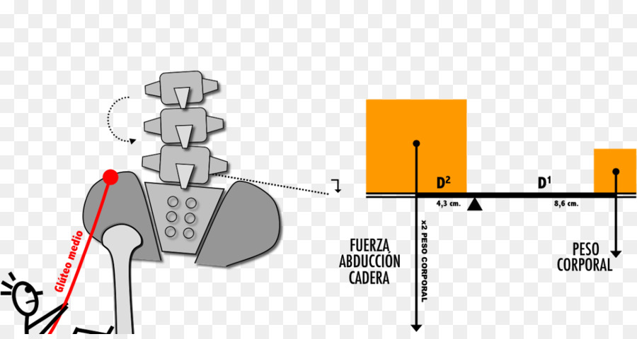 Ortesis，Medicina Física Y Rehabilitación PNG