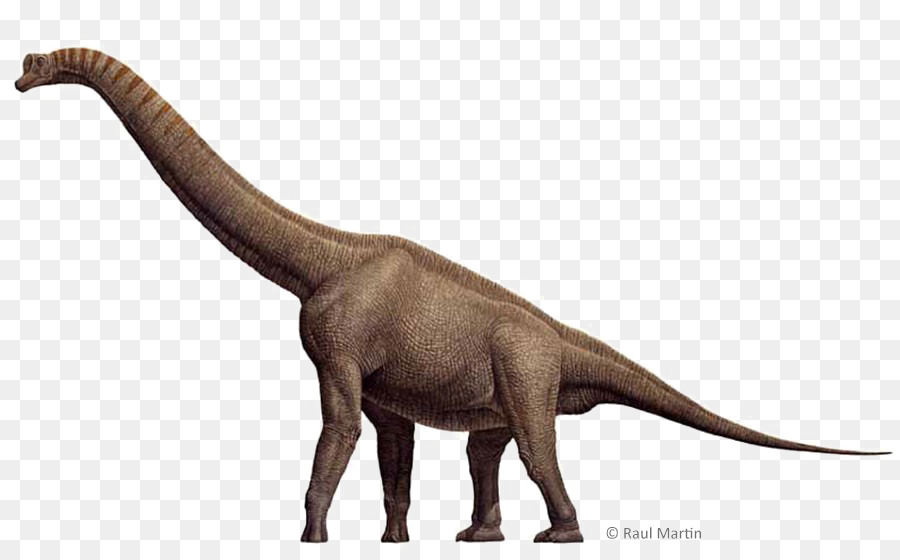 Brachiosaurus，Spinosaurus PNG