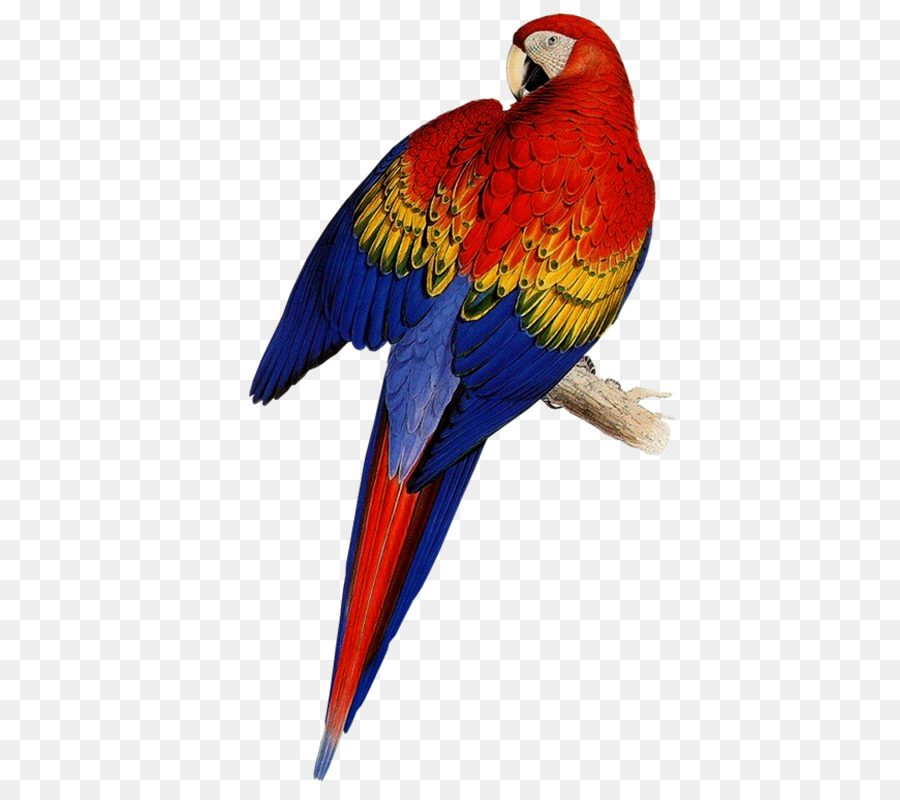 Loro Colorido，Pájaro PNG