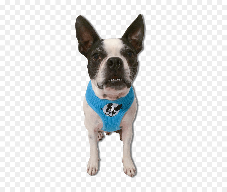 Boston Terrier，Bull Terrier PNG