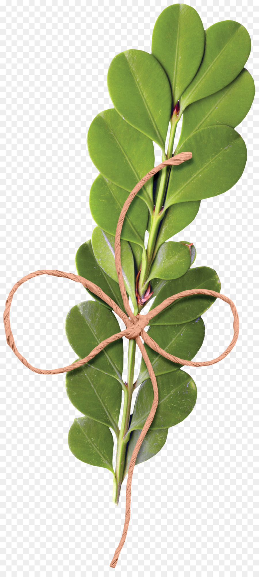 Enredadera，Planta PNG