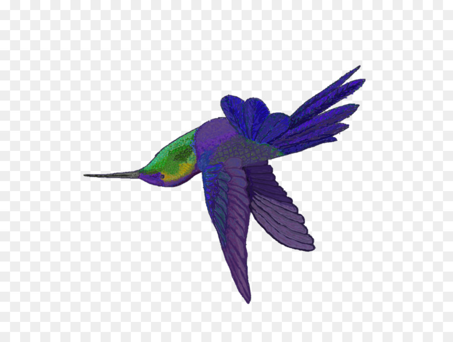 Colibrí，Pájaro PNG