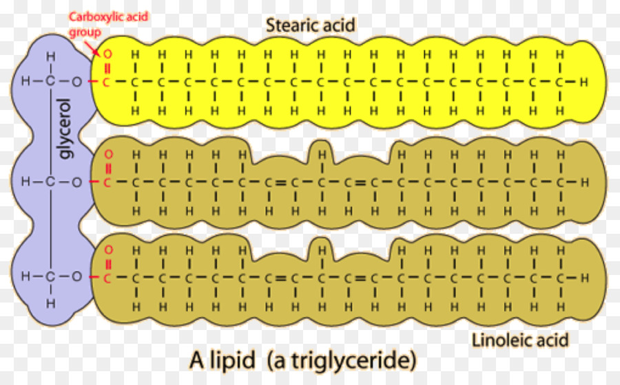 Los Lípidos，Biomolécula PNG