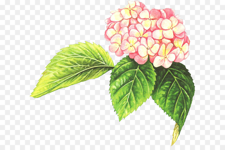 Hortensia，Rosa PNG