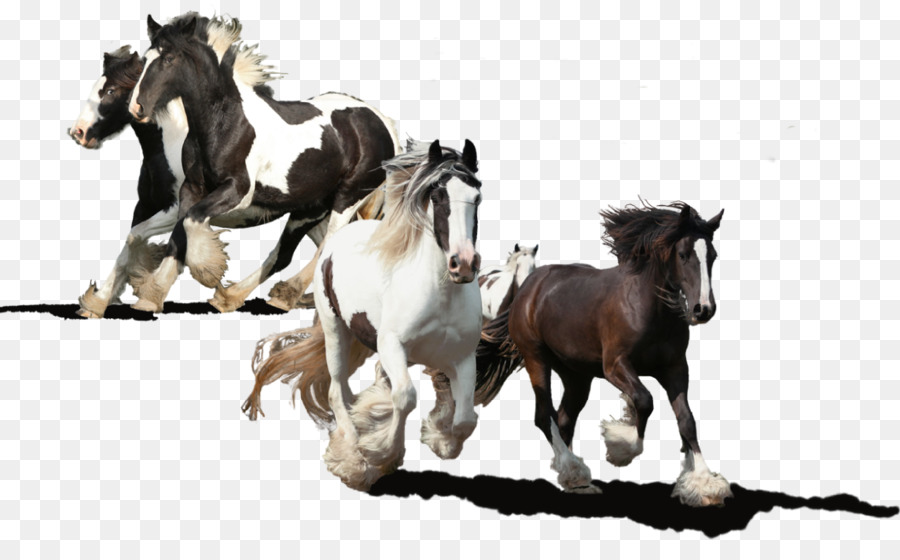 Caballos，Fauna PNG