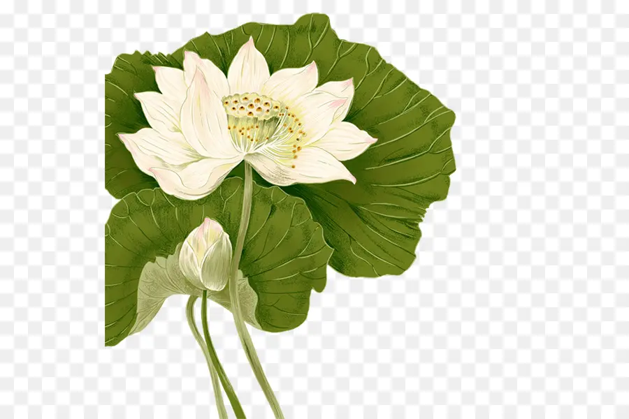 Nelumbo，Dibujo PNG