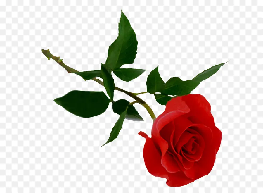 Rosa Roja，Brote PNG