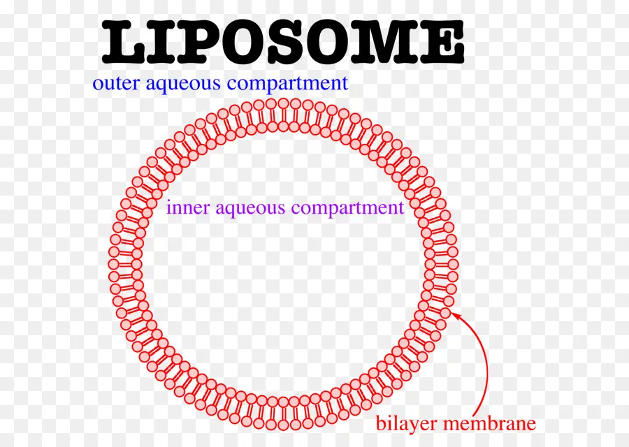 Los Liposomas，Bicapa Lipídica PNG