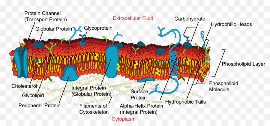 Membrana De La Célula，La Membrana Biológica PNG