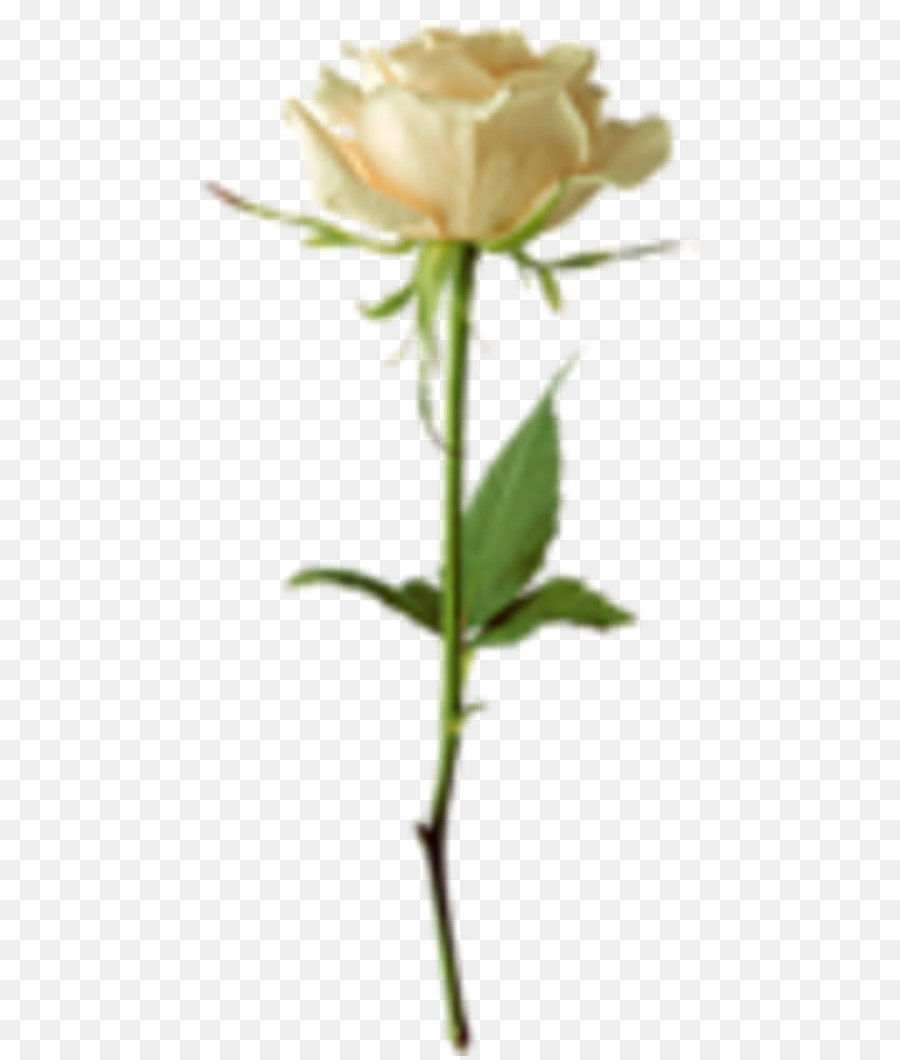 Rosa Blanca，Provenir PNG