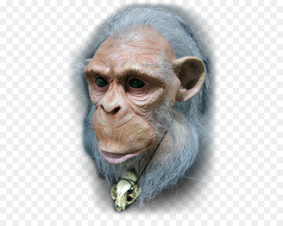 Chimpancé Común，Homo Sapiens PNG