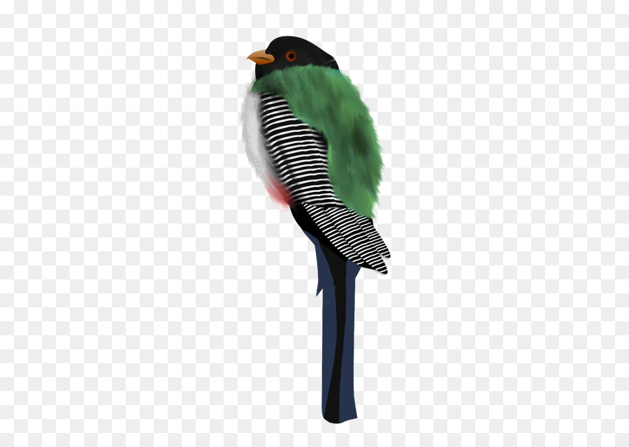 Parakeet，Pluma PNG