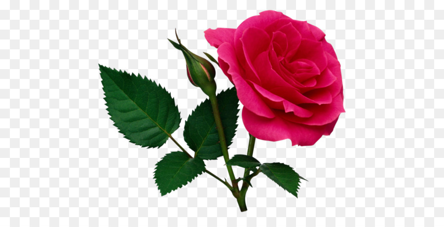 Rosa，Fondo De Escritorio PNG