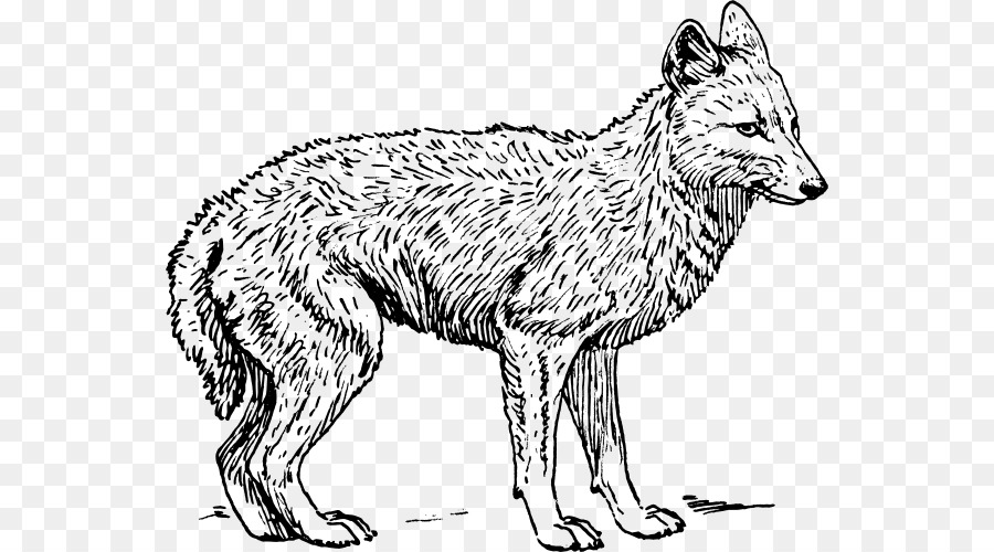 Coyote，Lobo Gris PNG