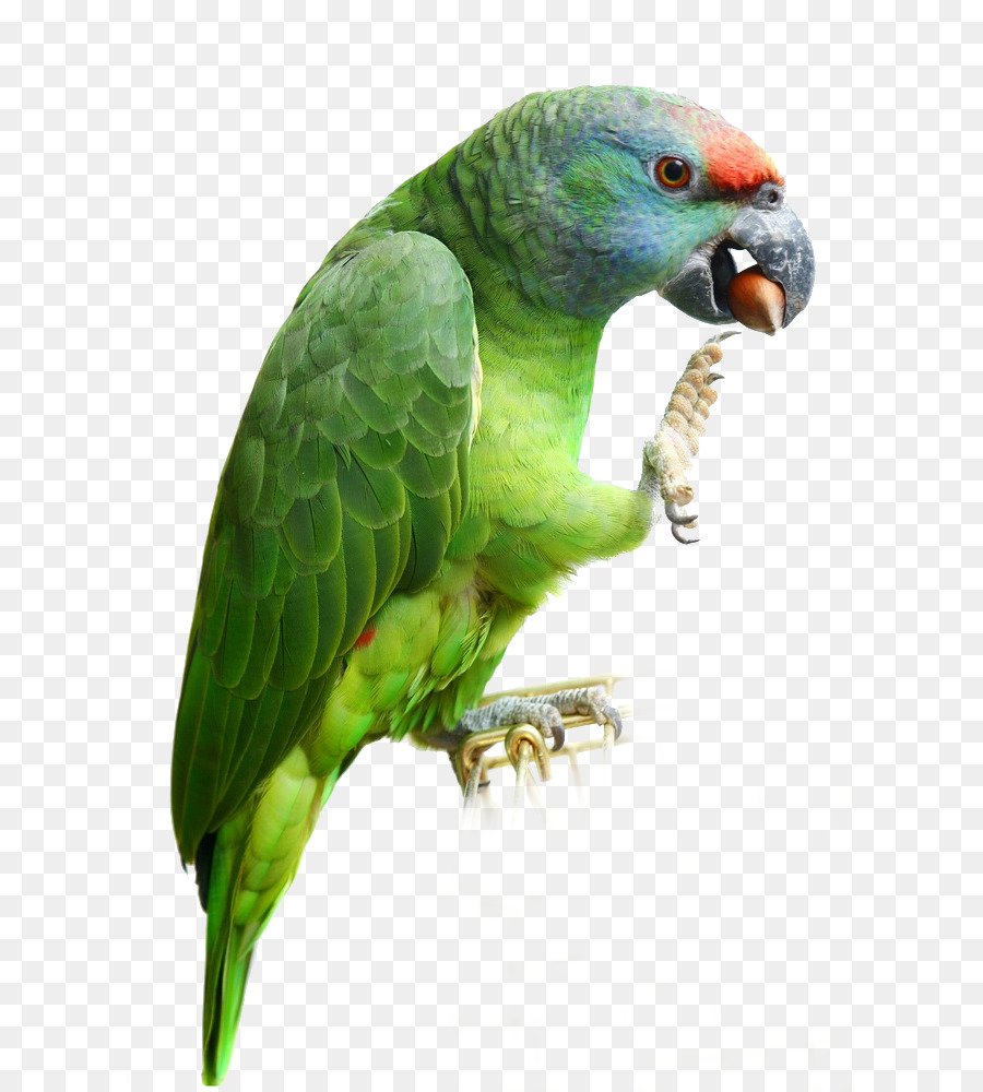 Loro，Pájaro PNG