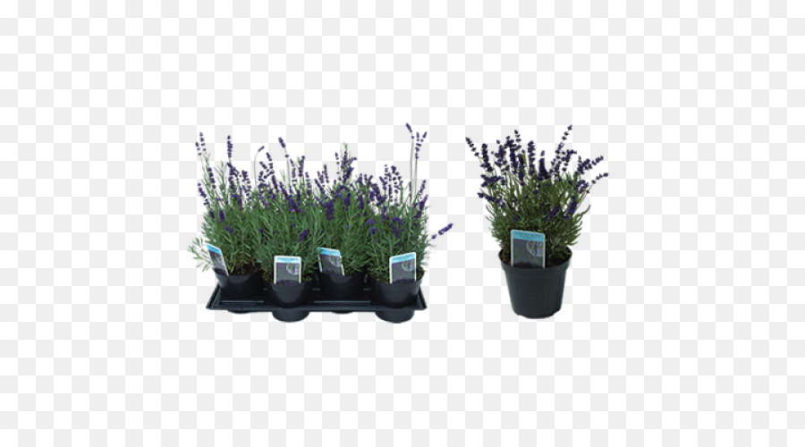 Lavanda Inglesa，Lavanda PNG