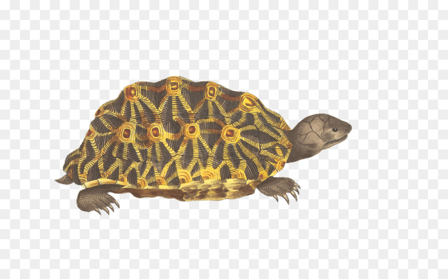 Tortuga，Reptiles PNG