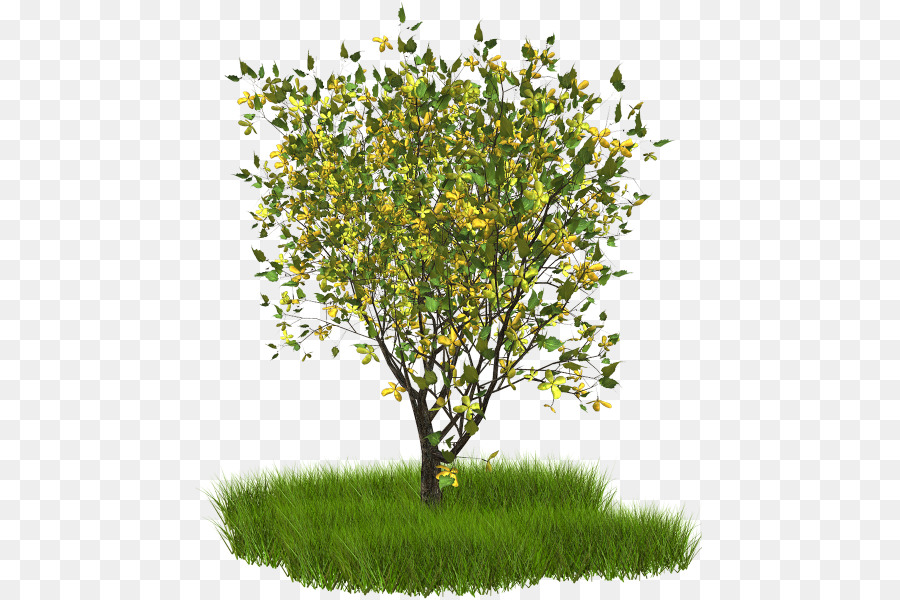 Rama，Árbol PNG