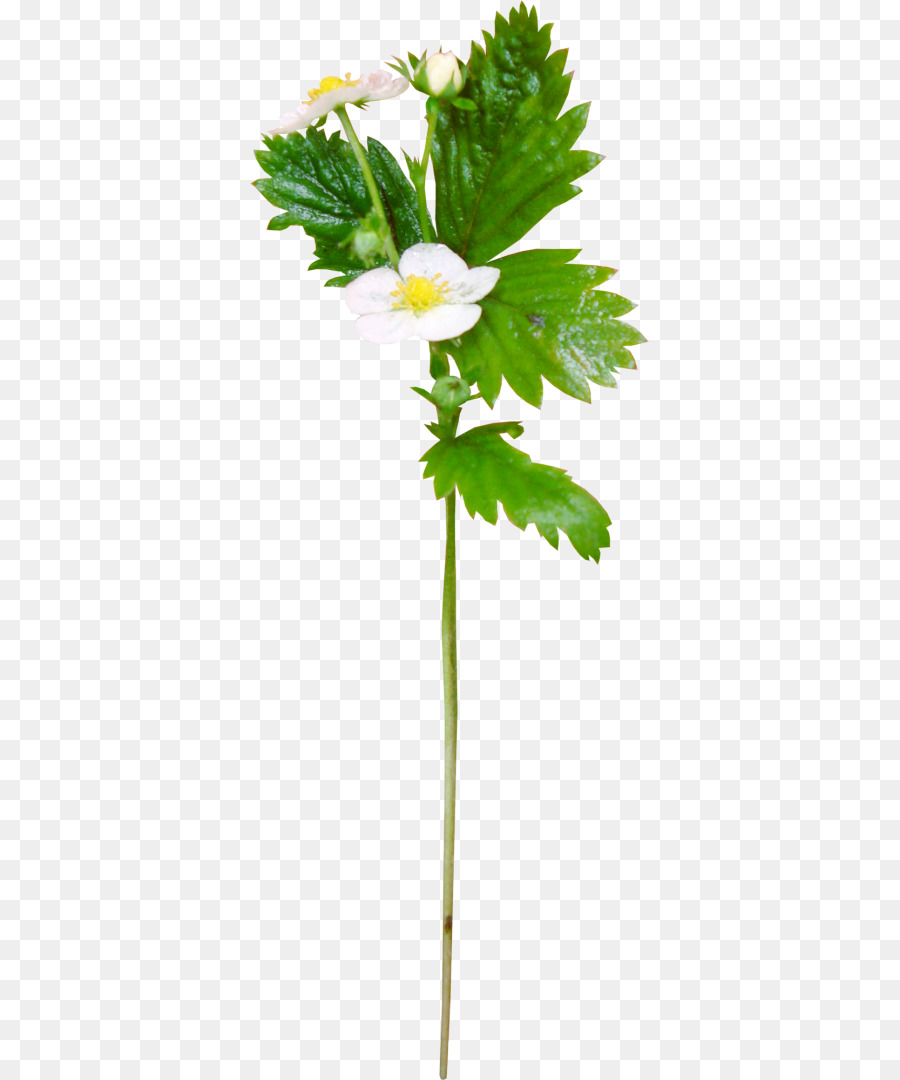 Flor，Hojas Verdes PNG