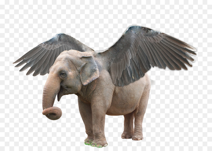 Elefante Volador，Alas PNG