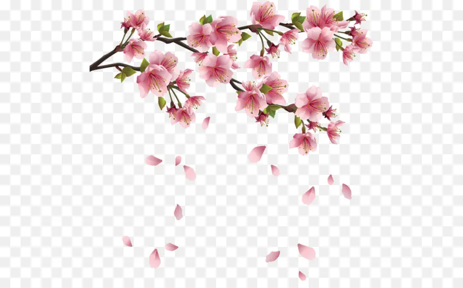 De Los Cerezos En Flor，Flor PNG