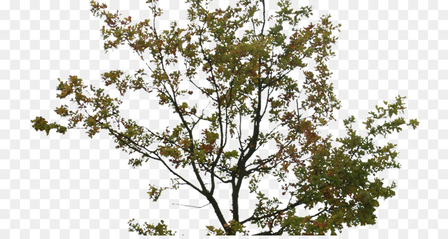 Árbol，Inmobiliaria PNG