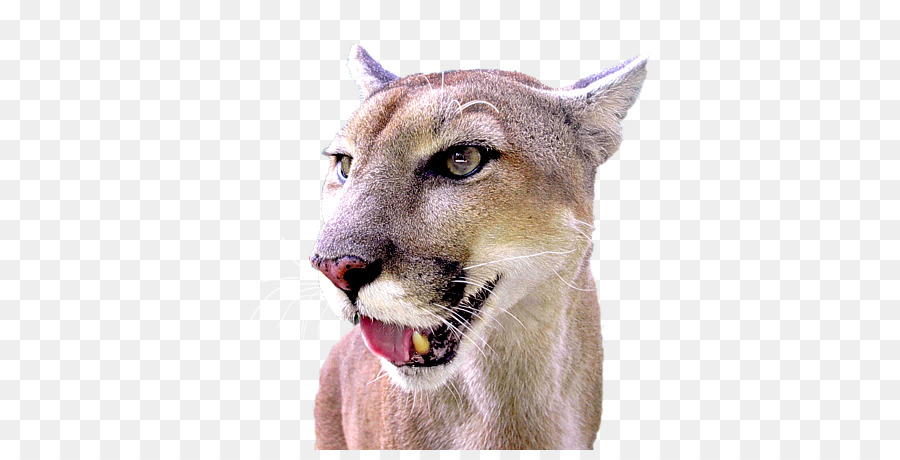 Puma，León PNG