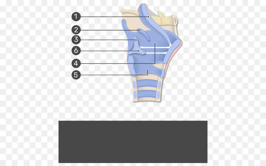 Diagrama De Anatomía De La Mano，Anatomía PNG