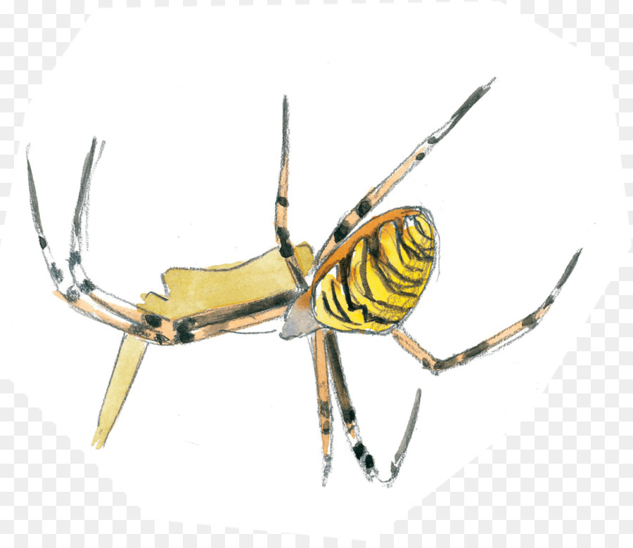 Los Insectos，De Plagas PNG