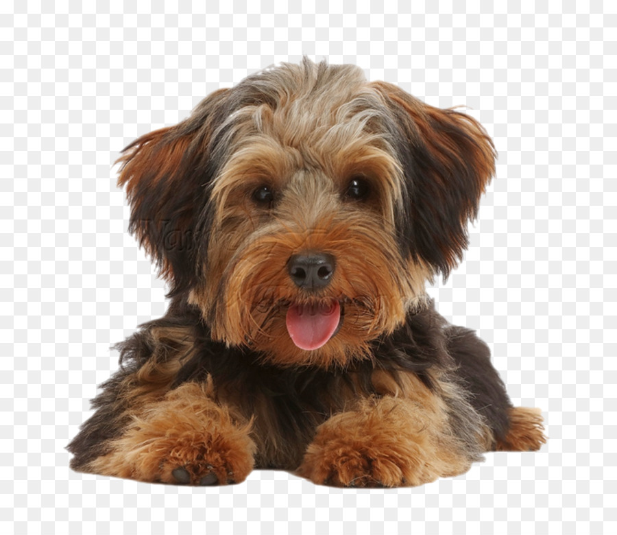 Yorkshire Terrier，Norfolk Terrier PNG