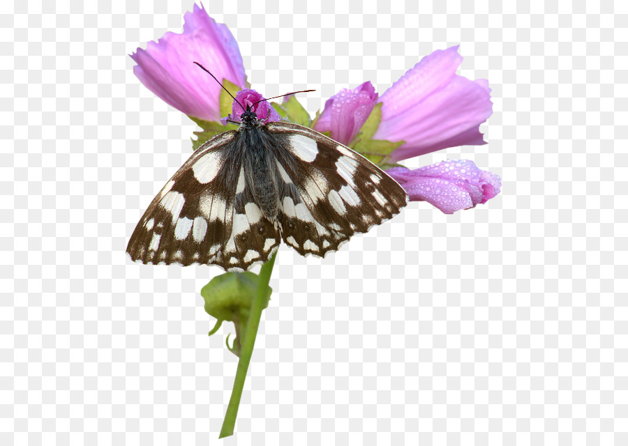 Mariposa En Flor，Rosa PNG