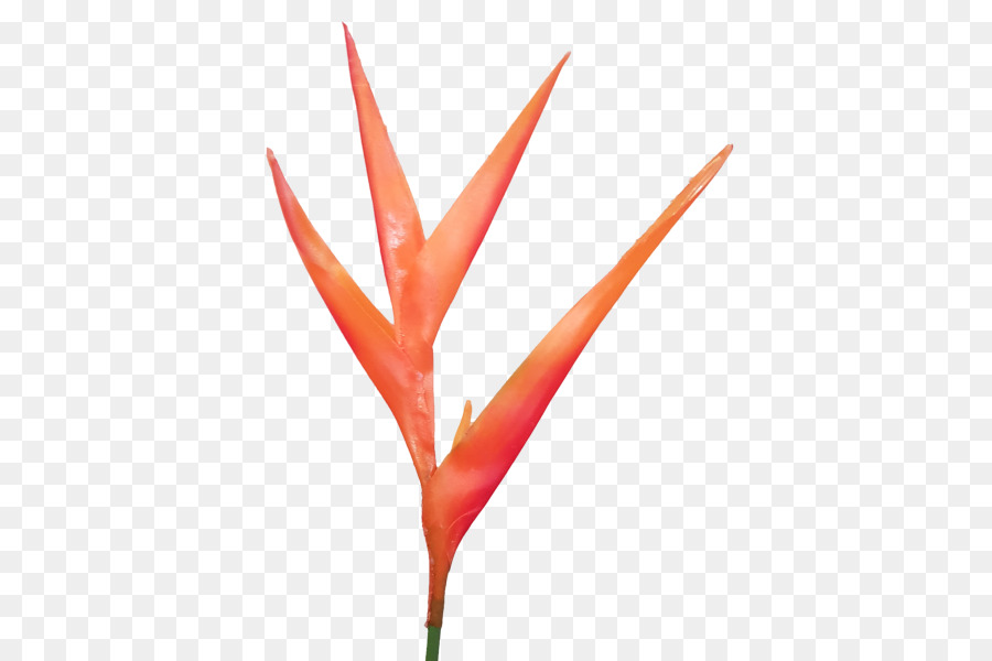 Flor，Florecer PNG