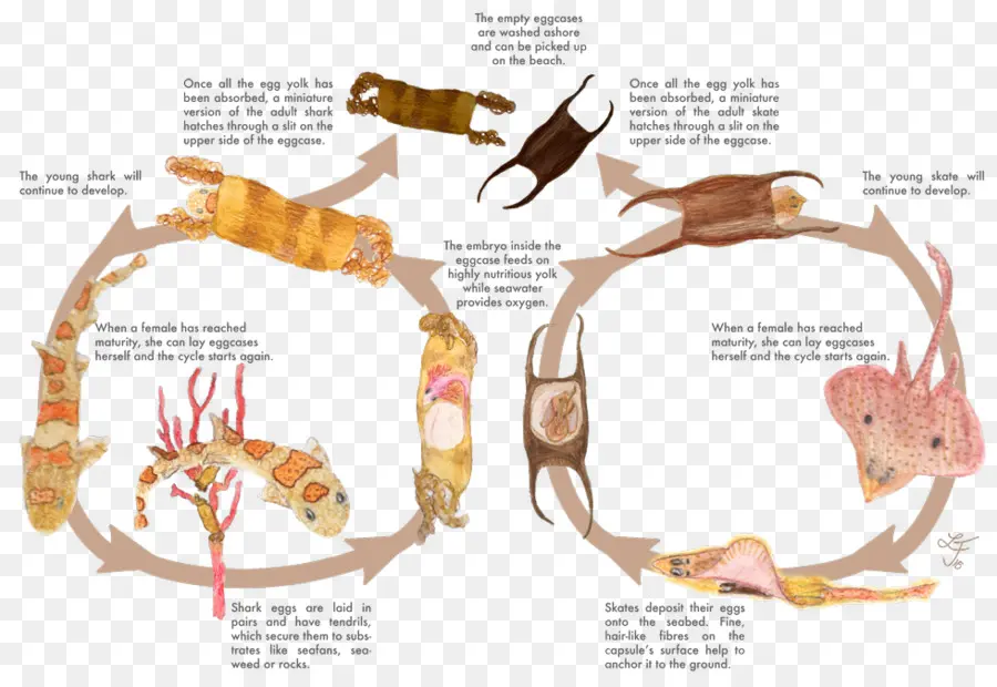 Ciclo De Vida Del Tiburón，Biología PNG