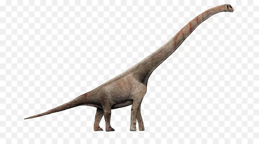 Sauroposeidon，Brachiosaurus PNG