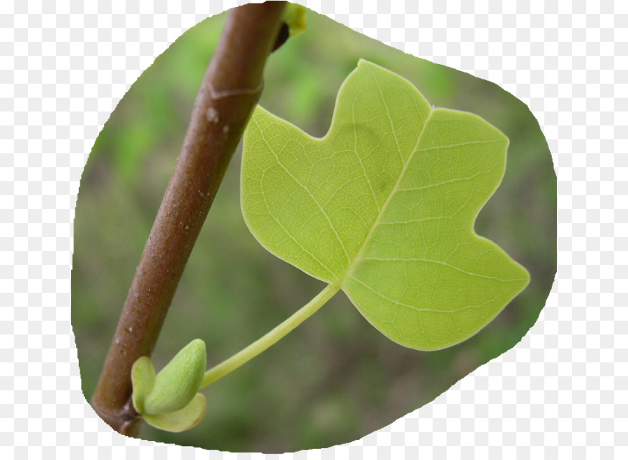 Hoja，Tallo De La Planta PNG