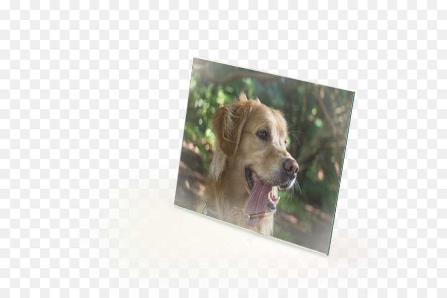 Raza De Perro，Cachorro PNG