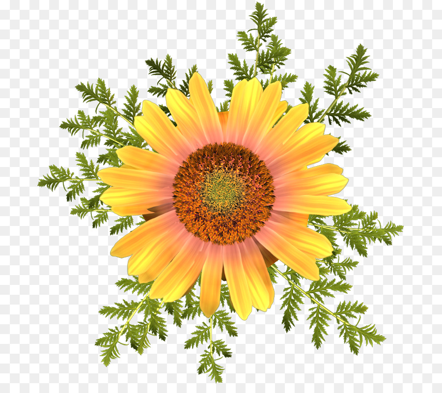 Girasoles，Flores PNG