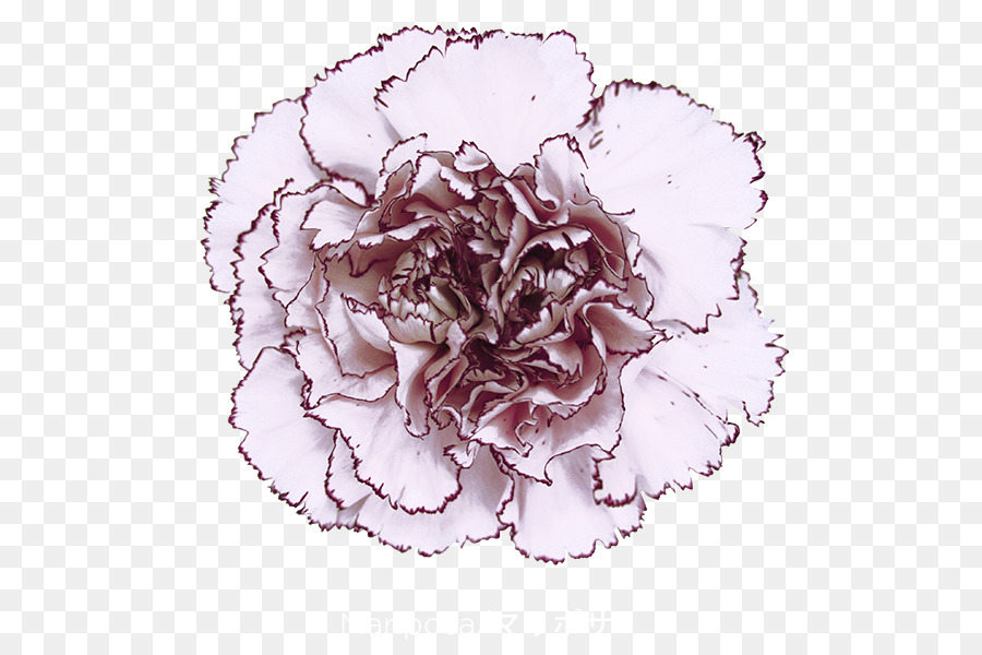 Col Rosa，Clavel PNG