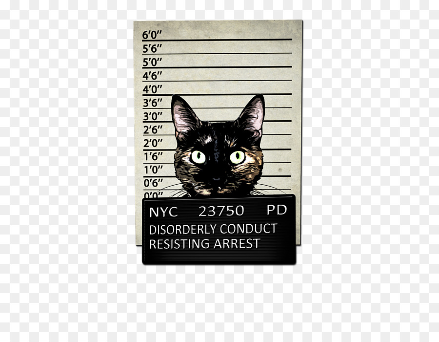 Foto Policial De Gato，Gato PNG