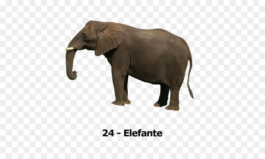 Elefante，Fauna PNG