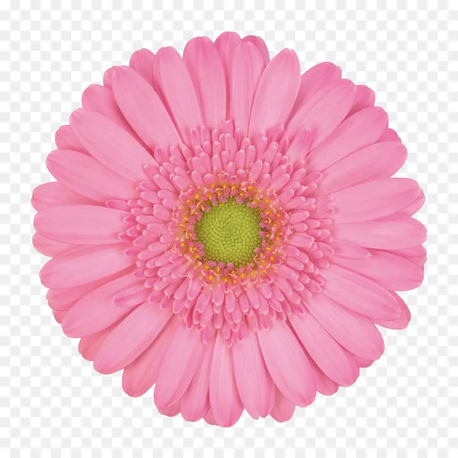 Blume，La Fotografía PNG