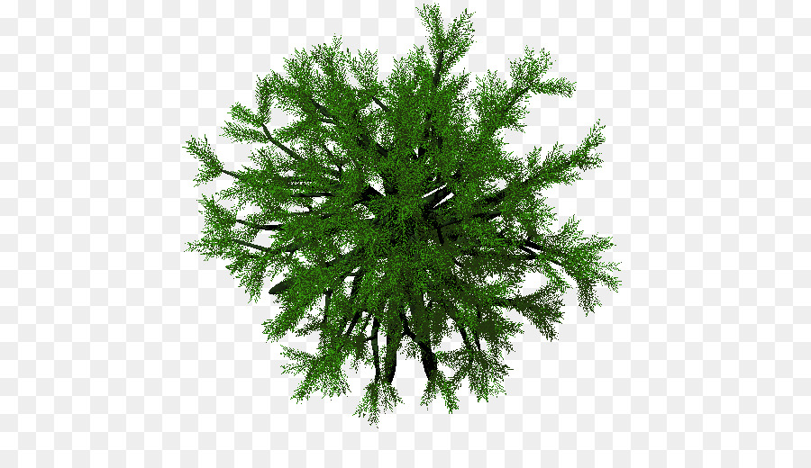 árbol，Verde PNG