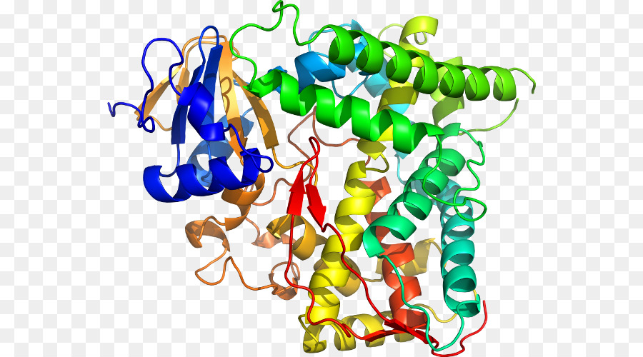 Estructura Proteica，Biología PNG