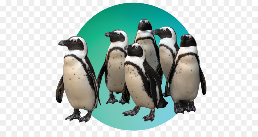 El Zoológico De Maryland En Baltimore，Pingüino PNG