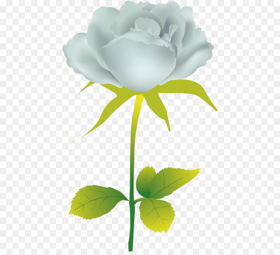 Rosa Blanca，Provenir PNG