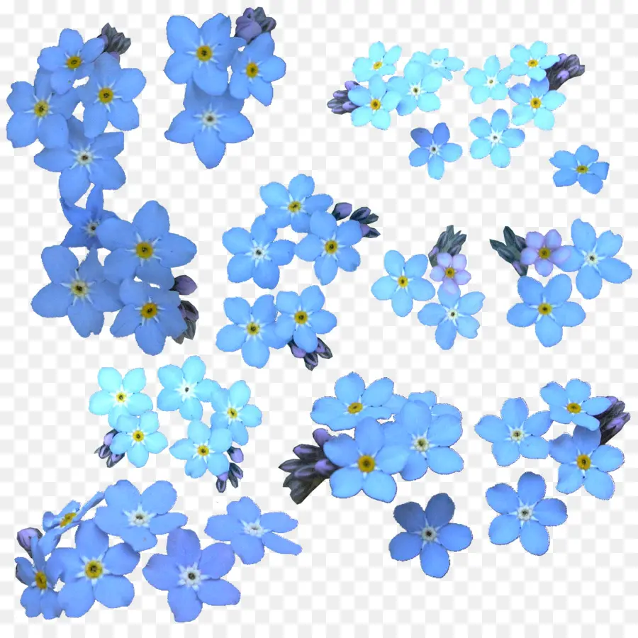 Flores No Me Olvides，Azul PNG