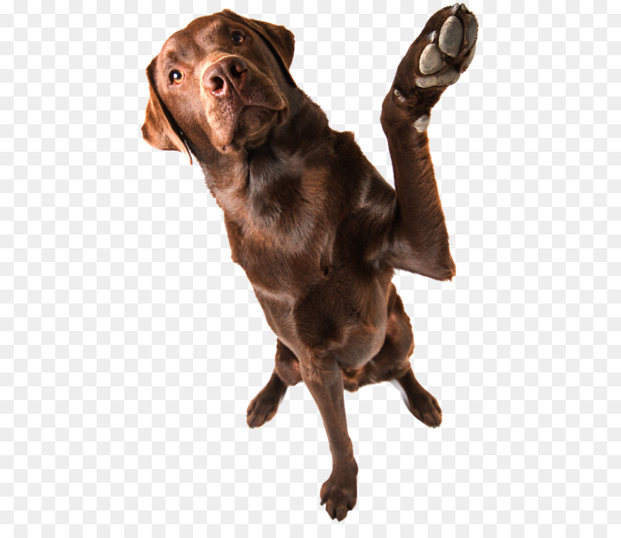 Labrador Retriever，Flatcoated Retriever PNG