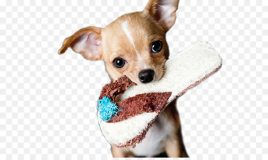 Chihuahua，Cachorro PNG